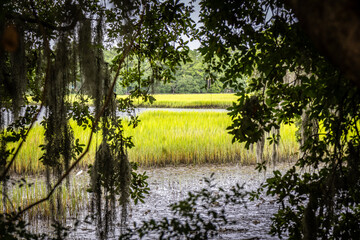 Branches of giant live oak, covered in spanish moss, along the marsh waters and tall sea grass in background in Charleston, SC