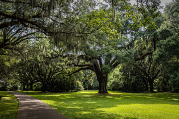 Obraz premium Giant old live oak, covered in spanish moss, in plantation field near Charleston, SC