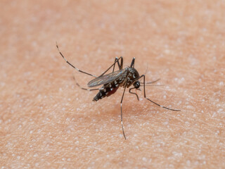 Aedes albopictus mosquito, sucking blood