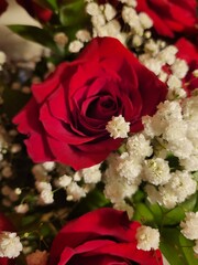 bunch of red roses