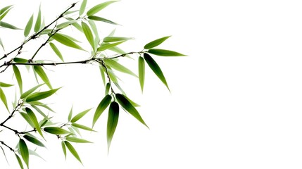 Obraz premium bamboo breeze leave on a white background