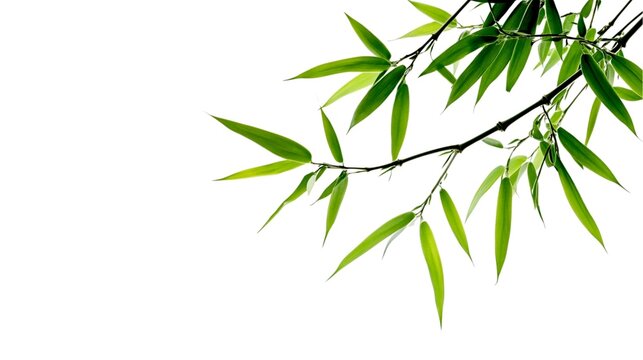 bamboo breeze leave on a white background