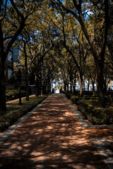 Beautiful brick path lined on both sides by old live oak trees with spanish moss in captivating nostalgia of previous era in US history on Battery park in Charleston, SC