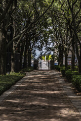 Beautiful brick path lined on both sides by old live oak trees with spanish moss in captivating nostalgia of previous era in US history on Battery park in Charleston, SC