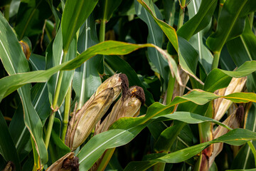 Cornfield during fall harvest with brown husks on ears and green cornstalks. Corn harvest season, farming and agriculture concept.