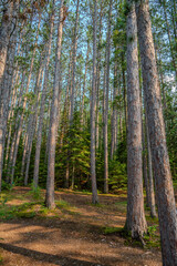 Obraz premium Detail of the trees found in the Amnicon State Park