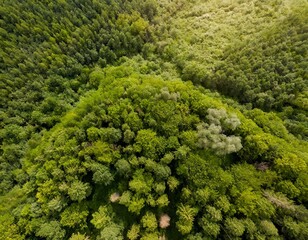 Naklejka premium aerial top down view of a green forest, drone view, natural green background