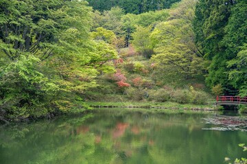 Fototapeta premium 静寂に包まれた新緑と満開のツツジが美しい池の情景