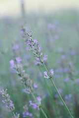 Outstanding Lavender in a Lavender Field