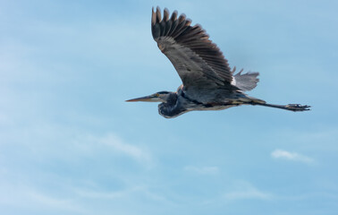 great blue heron