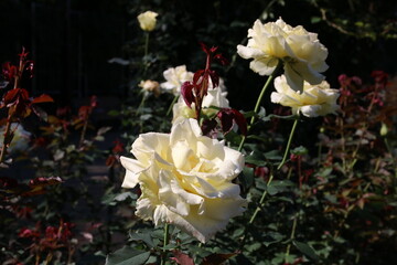 秋の薔薇。エリナ