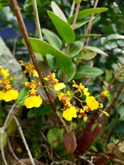 The golden shower orchid (oncidium) is blooming, beautiful yellow in color