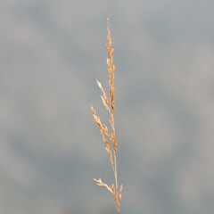 An isolated grass in the nature