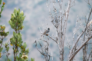 Bird on a branch