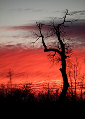 A burning sunset on the mountain with tree silhouettes