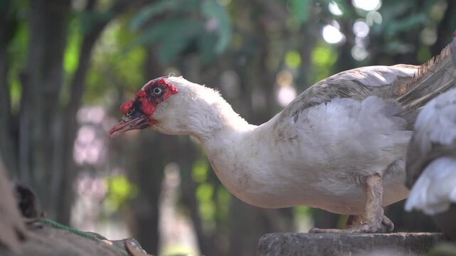 White muscovy duck standing in the morning. Focus selected