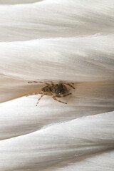 Spider Strength