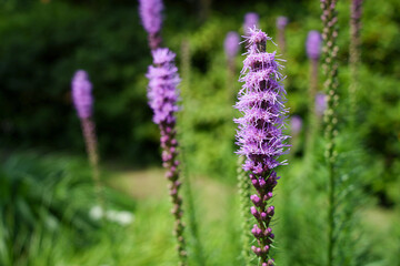 Obraz premium 紫色のリアトリスの輝き