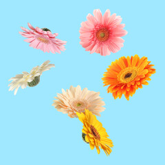 Colorful gerbera flowers in air on light blue background