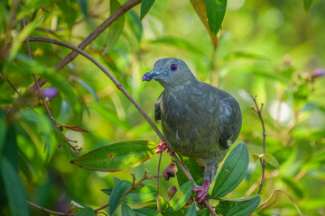 A pink-necked green pigeon in a berry tree. Photographed near Jurong Lake in the western part of Singapore.