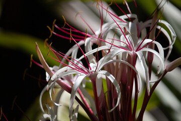 Beautiful Crinum lily Hawaii summer