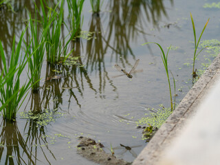 水田に卵を産み付けるトンボ