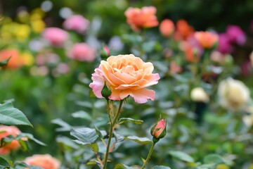 Obraz premium Beautiful roses in the garden , ai