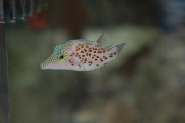 Leopard Toby Puffer ( Canthigaster leopard) 