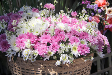 Pink white chrysanthemum flower decorative in weaving bamboo basket on  background