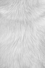 White fur dog soft smooth patterns texture or Natural animal hair light grey background
