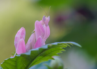 close up of pink mantis