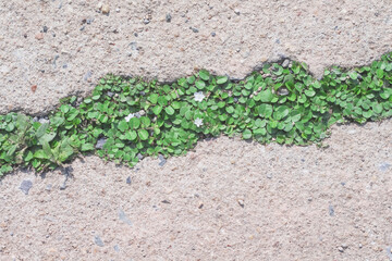Green plants with white flower patterns growing though in cracked floor background