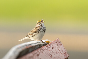 Singing into the morning. Savannah Sparrow (Passerculus sandwichensis) belts out a song on a weathered wood fence. Vibrant green grassy background behind this common brown bird