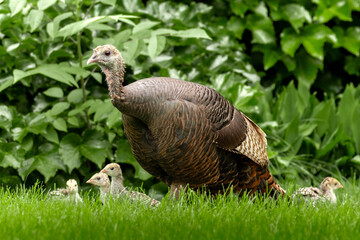 New mother, female Wild Turkey (Meleagris gallopavo) with her brood of baby birds. Urban wildlife raising young in backyards and back alleys, large game bird that finds home between houses
