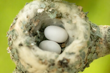 Miniscule nest of a Ruby Throated Hummingbird  (Archilochus colubris). Two eggs lay nestled in spider web and lichen, a classic nesting material the female constructs her nest with. Parental care
