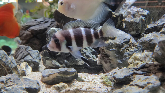 Protonsa fish in a fish tank