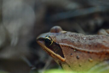 Curious wood frog (Lithobates sylvaticus) on forest floor