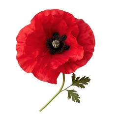 Red Poppy Remembrance: A single, vibrant red poppy with a black center and delicate green foliage, isolated on a white background. 