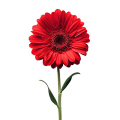 Single Red Gerbera Daisy: A solitary red gerbera daisy stands tall, its vibrant petals radiating a sense of beauty and resilience. A simple yet elegant image perfect for representing strength, passion