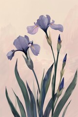 minimalistic irises illustration