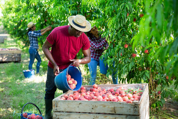 Focused African American farmer working in fruit garden, bulking harvested peaches in large wooden...