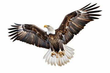 Obraz premium flying eagle white background