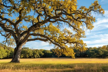 Fototapeta premium A Large Oak Tree With Golden Leaves in a Meadow