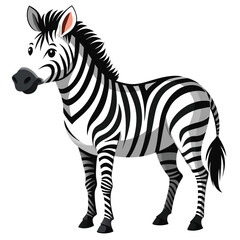 Obraz premium A Black and White Striped Zebra Standing on White Background