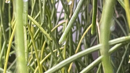 Close-up of a fresh aloe vera plant with dew drops on its leaves in a green garden