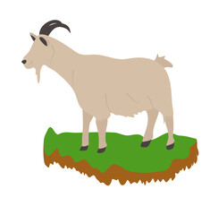 Goat in the grass vector