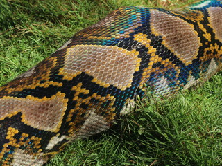 A python with a big stomach had swallowed a chicken