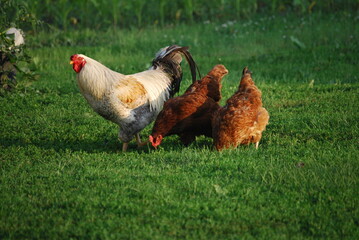 White rooster black tail feathers with red hybrid hens foraging