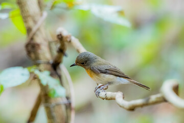 The Tickell's Blue Flycatcher in nature