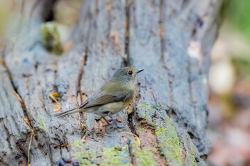 The Tickell's Blue Flycatcher in nature